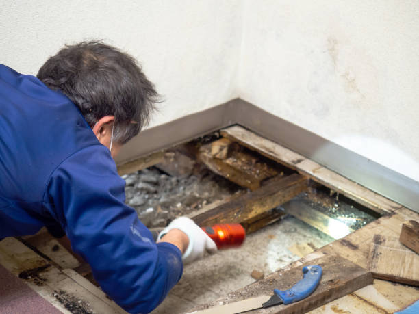 Certified Mold Removal in Kenhorst, PA