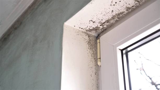 Best Commercial Mold Removal  in Kenhorst, PA