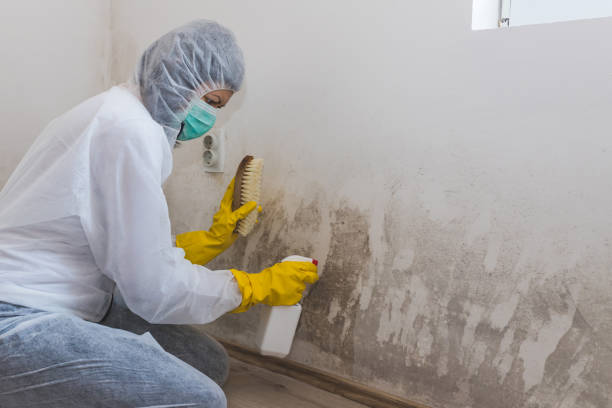 Best Toxic Mold Removal  in Kenhorst, PA