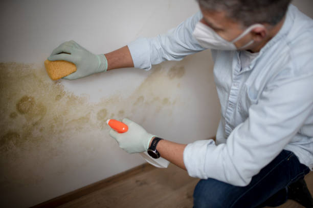 Best Fast Mold Removal  in Kenhorst, PA