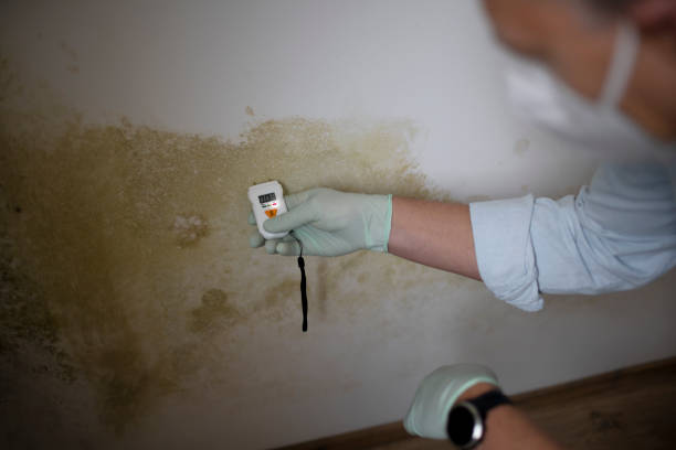 Best Best Mold Removal Companies  in Kenhorst, PA