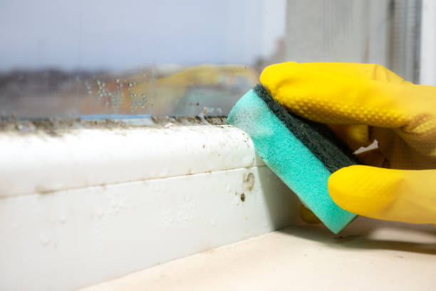 Best Home Mold Removal  in Kenhorst, PA