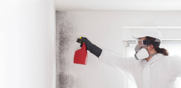 Best Mold Testing  in Kenhorst, PA