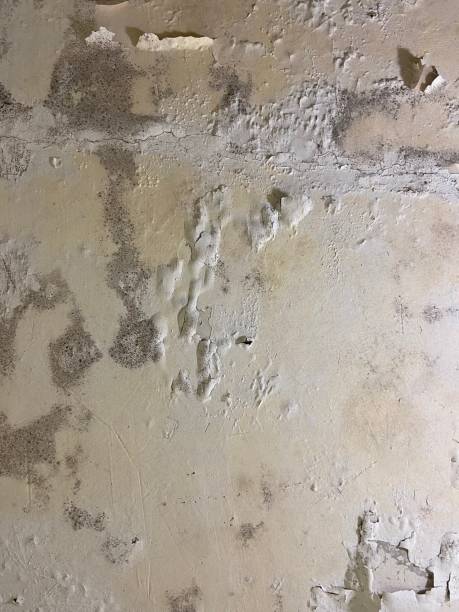 Best Professional Mold Removal  in Kenhorst, PA