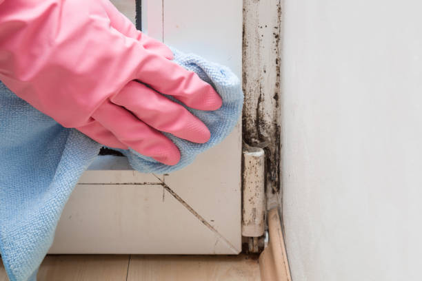 Best Emergency Mold Removal  in Kenhorst, PA